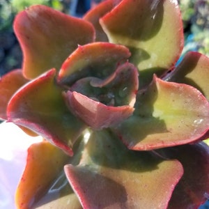 May include: A close-up of a succulent plant with green and red leaves. The leaves are thick and fleshy, and the plant has a rosette shape.