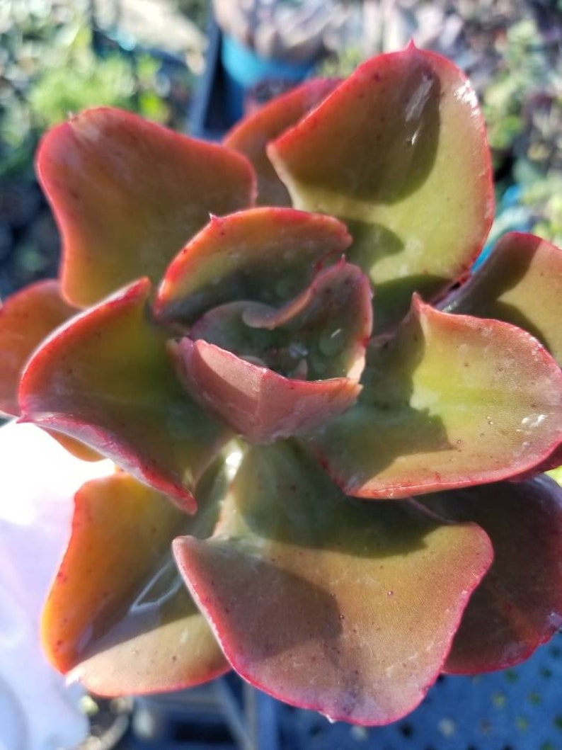 May include: A close-up of a succulent plant with green and red leaves. The leaves are thick and fleshy, and the plant has a rosette shape.