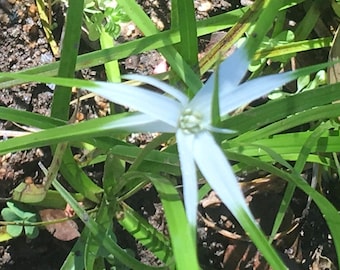 White Star Grass (Rhynchospora colorata) Whitetop Sedge, semi-aquatic plant easy to grow, LIVE POTTED PLANT