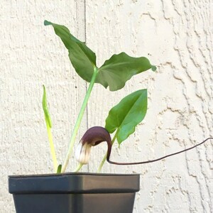 Mouse Plant, Arisarum proboscideum, rare Arum, groundcover for shade, unusual woodland perennial, easy to grow, LIVE POTTED PLANT