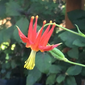 Western Columbine, Aquilegia formosa, Crimson or Red Columbine, native wildflower, butterflies and hummingbirds friendly, LIVE POTTED PLANT