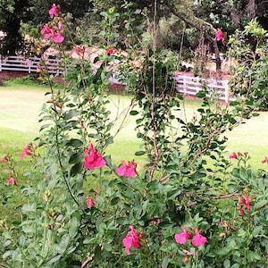 May include: A close-up of a pink flowering bush with green leaves. The bush is in a garden setting with a white fence in the background.