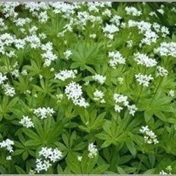 Sweet Woodruff, Galium odoratum, white flowering groundcover for shade, hardy perennial herb with vanilla like scent, POTTED PLANT