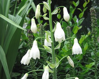 Summer Hyacinth, Galtonia candicans, Spire Lily or Cape Hyacinth, fragrant flowers, bloom in late summer, 1 POTTED BULB