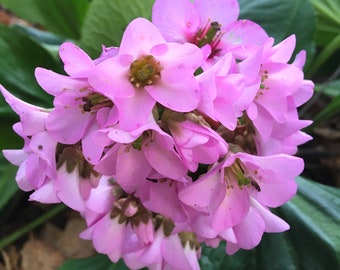 Bergenia schmidtii - Pig Squeak, Elephants Ear, attractive pink flowers, easy to grow groundcover, large hardy perennial, LIVE POTTED PLANT