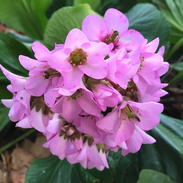 Bergenia schmidtii - Pig Squeak, Elephants Ear, attractive pink flowers, easy to grow groundcover, large hardy perennial, LIVE POTTED PLANT