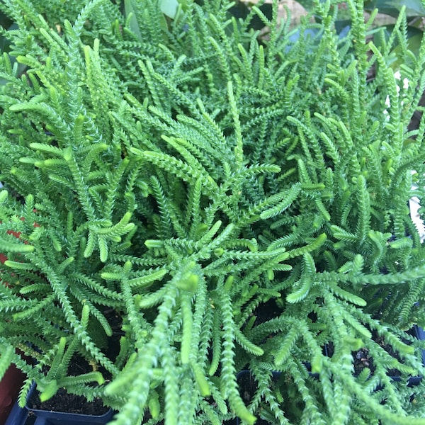 Crassula Watch Chain, Crassula muscosa, Zipper Plant, succulent houseplant or outdoor ground cover, easy to grow, LIVE POTTED PLANT