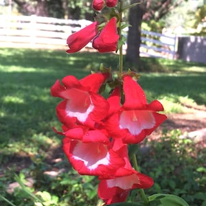Red Beard Tongue (Penstemon hartwegii) pollinator friendly, drought tolerant, LIVE POTTED PLANT