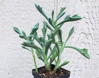 Spear Head Plant, Senecio kleiniiformis, Reindeer Antlers, succulent, butterflies friendly, drought tolerant, easy to grow LIVE POTTED PLANT