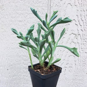 Senecio kleiniiformis, Spear Head Plant, Reindeer Antlers, succulent, butterflies friendly, drought tolerant, easy to grow POTTED PLANT