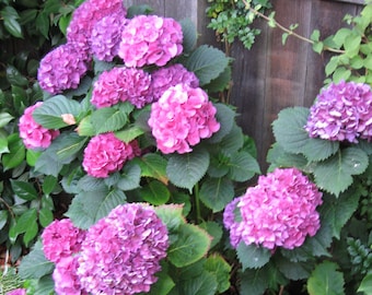French Hydrangea, Mophead Big Leaf Hydrangea, Hydrangea macrophylla, Hortensia, old fashioned shrub, easy to grow in shade NEW FOR 2025