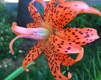 Lirio tigre doble 'Flore Pleno' (Lilium lancifolium), planta perenne de larga vida, fácil de cultivar, florece a finales del verano, 2 bulbos grandes o 1 planta.
