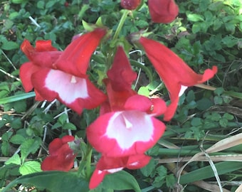 Red Beard Tongue, Penstemon hartwegii, native wildflower, perennial easy to grow, drought tolerant, potted plant, NEW FOR 2024