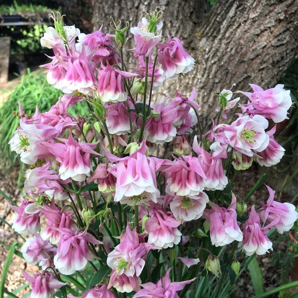 Columbine Double Rose & White, Aquilegia vulgaris, Granny's Bonnet, perennial for shade, butterflies and hummingbirds friendly, POTTED PLANT