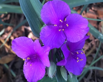 Tradescantia andersoniana 'Concord Grape', Spiderwort, Spider Lily, perennial tolerates wet soil and shade, easy to grow, LIVE POTTED PLANT