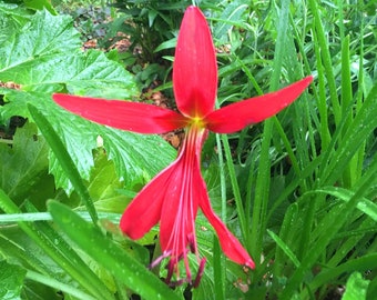 Aztec Lily, Sprekelia formosissima, Jacobean Lily, spring blooming bulbs, beautiful exotic looking plant easy to grow, 1 POTTED BULB