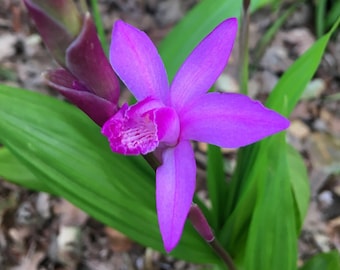 Hardy Chinese Ground Orchid (Bletilla striata), Hyacinth Orchid, amethyst flowers, spring flowering, rare plant for shade, LIVE POTTED PLANT