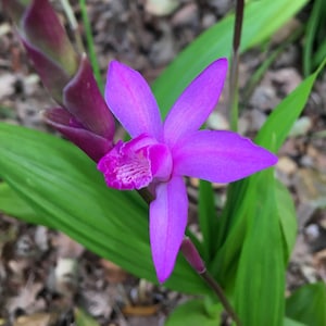 Orquídea terrestre china resistente (Bletilla striata), orquídea jacinto, flores color amatista, floración primaveral, planta rara para sombra, PLANTA VIVA EN MACETA
