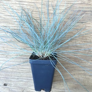 Blue Fescue ornamental grass (Festuca glauca 'Elijah's Blue'), drought tolerant perennial groundcover, LIVE PLANT image 1