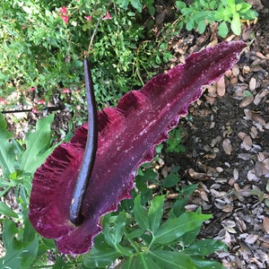 Dragon Arum (Dracunculus vulgaris) gothic exotic hardy perennial, rare tropical looking plant, easy to grow, 1 POTTED BULB afbeelding 1