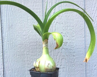 Pregnant Onion or False Sea Onion,  Albuca bracteata, Ornithogalum longibracteatum, succulent easy to grow indoor or outdoor, POTTED PLANT