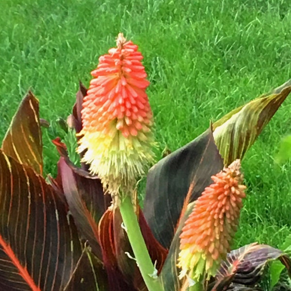 Kniphofia uvaria, Red Hot Poker, Tritoma, Torch Lily, perennial plant easy to grow, hummingbirds and butterflies friendly, LIVE POTTED PLANT