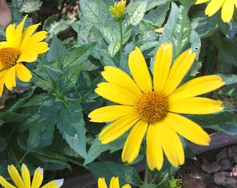 Sunburst Heliopsis, Heliopsis helianthoides, False Sunflower or Oxeye Daisy, showy silver and green variegated foliage, LIVE POTTED PLANT