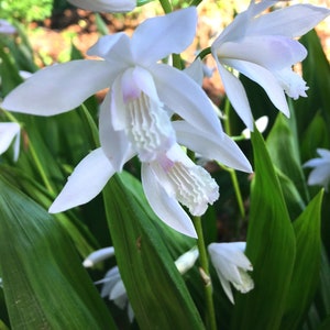 White Hardy Chinese Ground Orchid, Bletilla striata 'Alba', spring flowering perennial, rare plant for shade, easy to grow LIVE POTTED PLANT