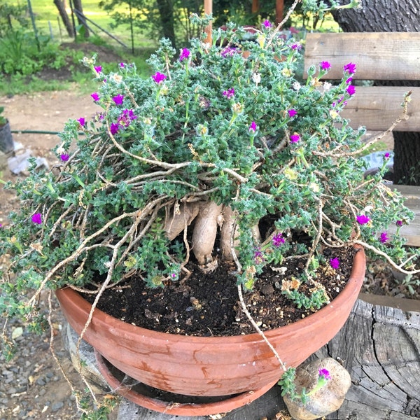 Trichodiadema bulbosum, African Bonsai, Desert Bonsai Ice Plant, unique RARE natural bonsai, succulent, heat/drought tolerant, POTTED PLANT