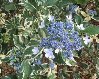 Variegated Hydrangea Silver Blue, Hydrangea macrophylla 'Variegata', Lacecap Bigleaf Hydrangea, multicolor leaves, LIVE POTTED PLANT