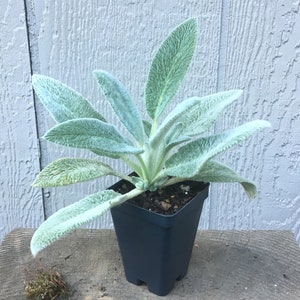 Lamb's Ear Plant, Stachys byzantina 'Silver Carpet', hardy perennial, ground cover, drought tolerant, easy to grow, LIVE POTTED PLANT