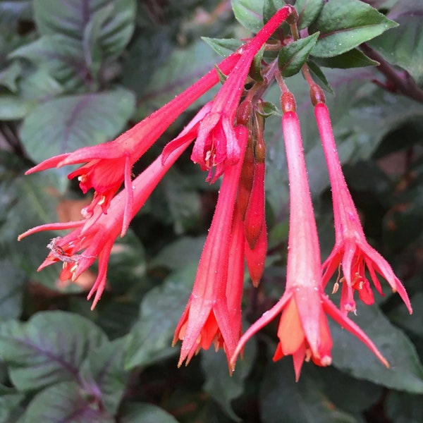 Gartenmeister Fuchsia, Fuchsia triphylla 'Gartenmeister Bonstedt', Honeysuckle Fuchsia, POTTED PLANT,  hummingbirds friendly, shade flower