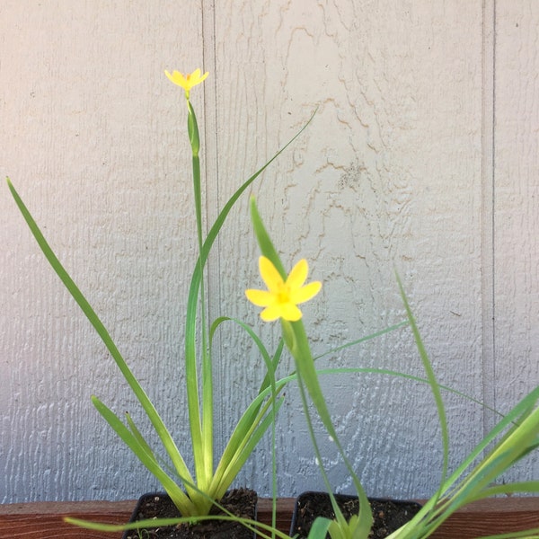 Yellow Eyed Grass, Sisyrinchium californicum, Golden Blue Eyed Grass,  grass like easy to grow perennial, flowering grass, rare POTTED PLANT