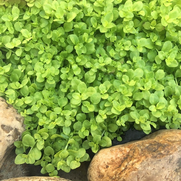 Creeping Speedwell, Veronica repens 'Sunshine', perennial groundcover, easy to grow, tolerates light foot traffic, LIVE STARTER PLANT