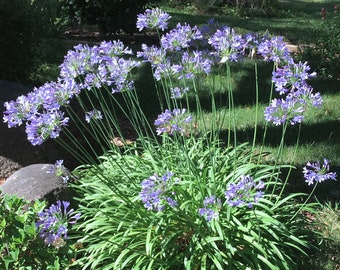 Blue Agapanthus -Lily of the Nile (Agapanthus africanus) African Lily, easy to grow evergreen perennial, POTTED PLANT, deer resistant flower