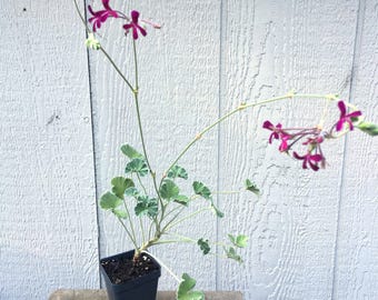 Pelargonium sidoides, Geranium 'Sidoides', Cranesbill, Kalwerbossie, rare Pelargonium,  summer flowers, easy to grow, LIVE POTTED PLANT