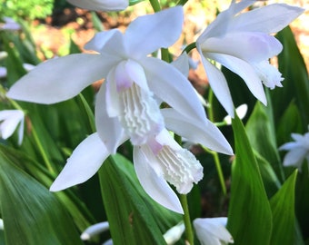 White Hardy Chinese Ground Orchid (Bletilla striata 'Alba') spring flowering perennial, rare plant for shade, easy to grow LIVE POTTED PLANT