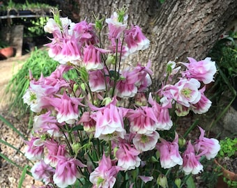 Columbine Double Rose & White (Aquilegia vulgaris) Granny's Bonnet, perennial for shade, butterflies and hummingbirds friendly, POTTED PLANT