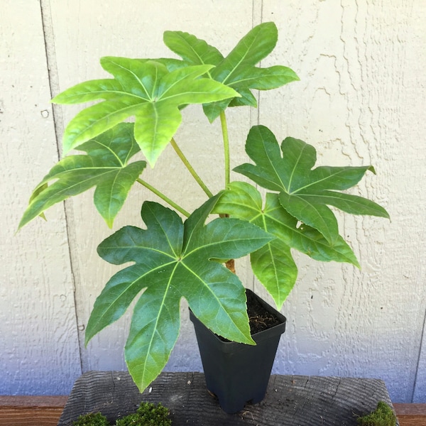 Japanese Aralia, air purifying houseplant, Fatsia japonica, Aralia sieboldii, Paperplant, tropical shade plant, birds friendly, POTTED PLANT