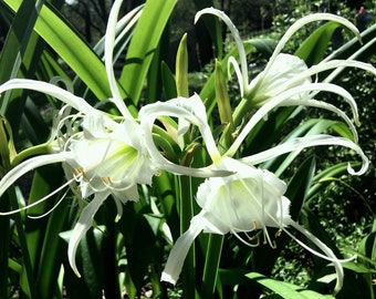 Hymenocallis festalis, Ismene, Peruvian Daffodil, Spider Lily, Summer Daffodil, summer flowering bulbs, fragrant, BULBS or POTTED PLANT