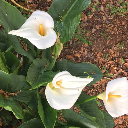 Large Calla Lily White Arum Lily Zantedeschia Aethiopica - Etsy