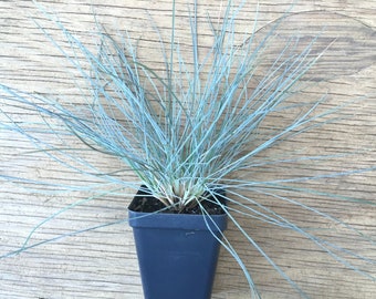 Blue Fescue ornamental grass (Festuca glauca 'Elijah's Blue'), drought tolerant perennial groundcover, LIVE PLANT
