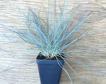 Blue ornamental grass, Festuca glauca 'Elijah's Blue', Blue Fescue, Festuca cinerea, drought tolerant perennial groundcover, LIVE PLANT