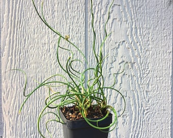 Juncus effusus 'Curly Wurly', Corkscrew Rush, Juncus spiralis, aquatic perennial, rare house plant, ornamental grass, LIVE POTTED PLANT