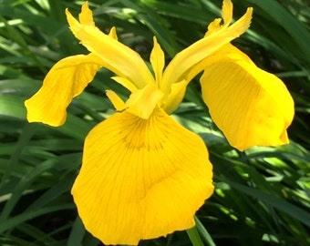 Yellow Flag Iris, Iris pseudacorus, Fleur-de-lis, Water Flag, Sword Lily, spring flowering aquatic perennial easy to grow, 2 LIVE PLANTS