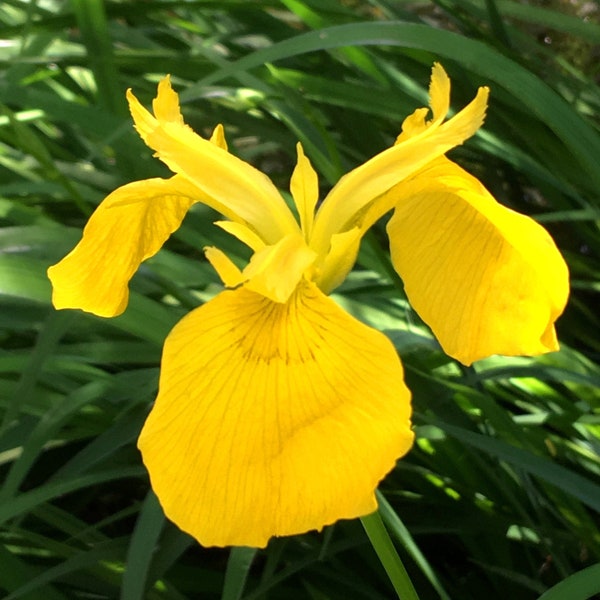 Yellow Flag Iris, Iris pseudacorus, Fleur-de-lis, Water Flag, Sword Lily, spring flowering aquatic perennial easy to grow, 2 LIVE PLANTS