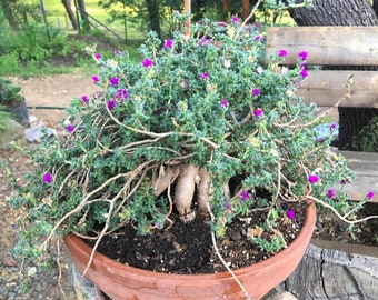 Trichodiadema bulbosum, African Bonsai, Desert Bonsai Ice Plant, unique RARE natural bonsai, succulent, heat/drought tolerant, POTTED PLANT