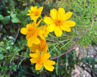 Mexican Bush Marigold, Copper Canyon Daisy, Tagetes lemonii 'Compacta', highly aromatic  leaves, flowers in winter, LIVE POTTED PLANT