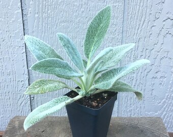 Lamb's Ear Plant, Stachys byzantina 'Silver Carpet', hardy perennial, ground cover, drought tolerant, easy to grow, LIVE POTTED PLANT