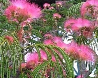 Mimosa Tree, Albizia julibrissin,  Pink Silk Tree, fast growing tree, attracts butterflies, POTTED TREE, NEW for 2024
